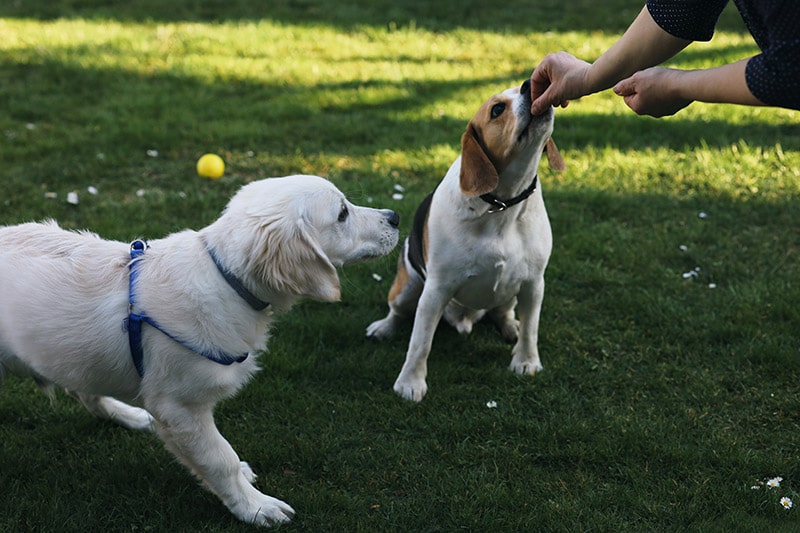 Cuvanje pasa - igra i pažnja